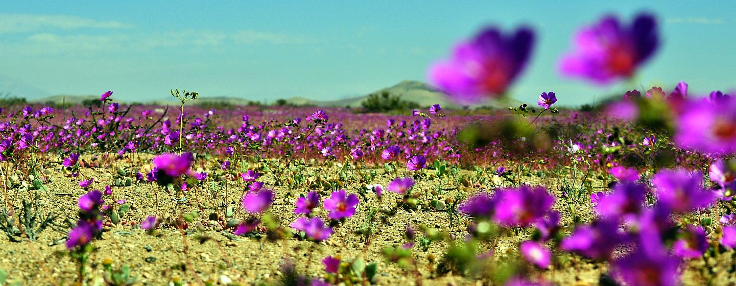 desierto-florido-2